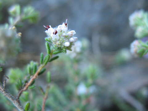 Plancia ëd Erica ericoides (L.) E. G. H. Oliver