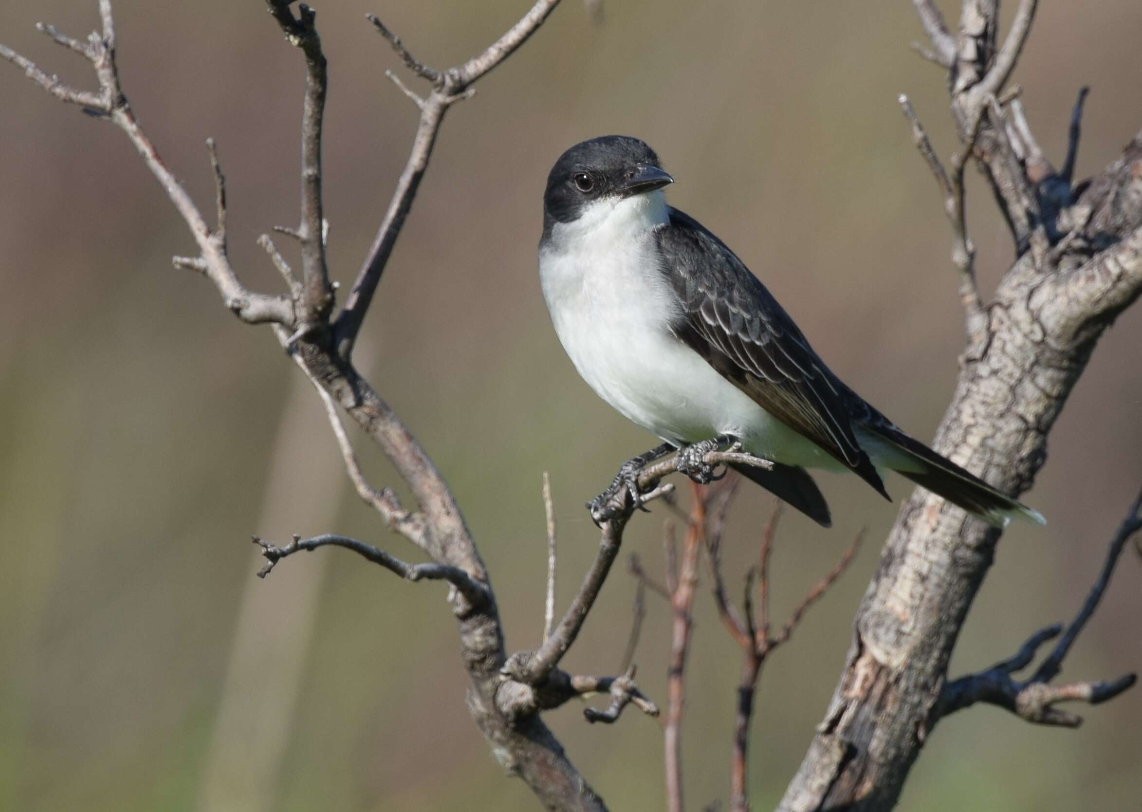 Image of Eastern Kingbird