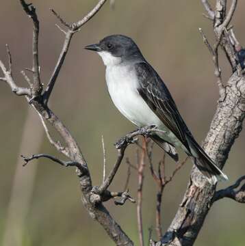 Image of Eastern Kingbird