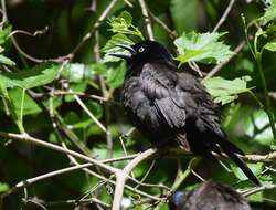 Image of Common Grackle