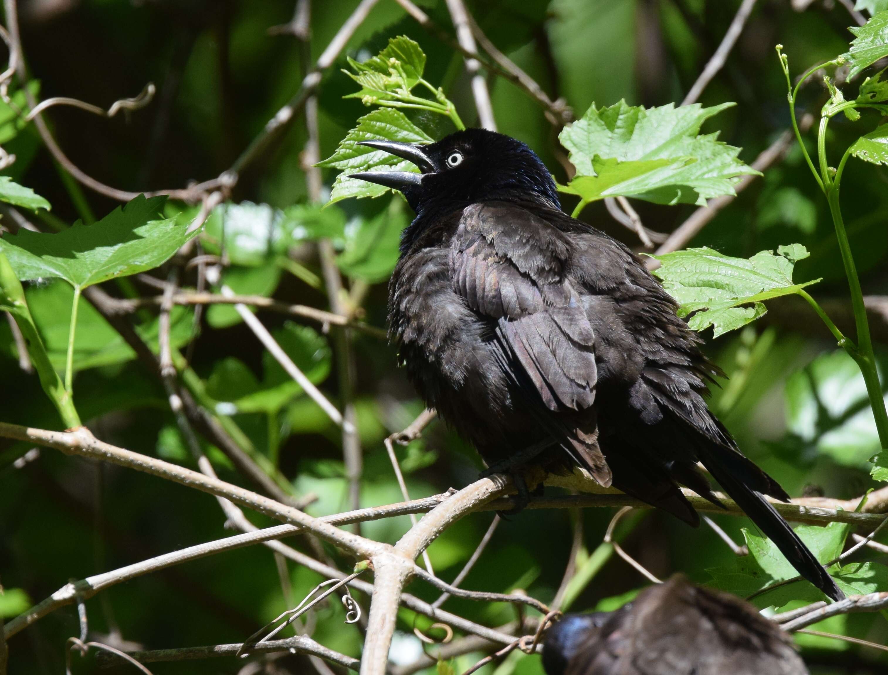 Image of Common Grackle