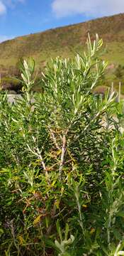 Image of Coast Daisy-bush