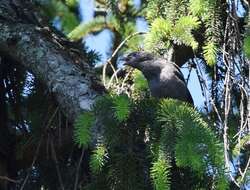 Image of Common Grackle