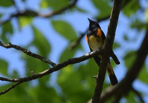 Image of American Redstart