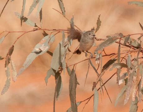 Image of Chestnut-rumped Thornbill