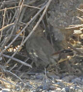 Image of Band-tailed Earthcreeper