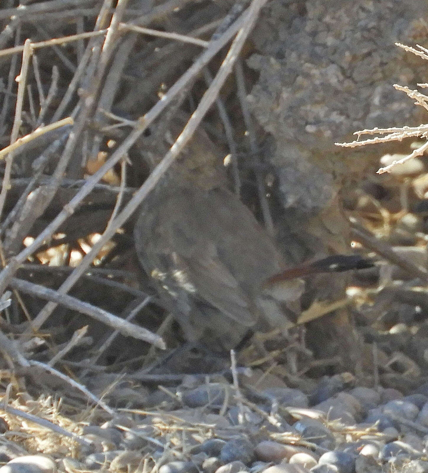 Image of Band-tailed Earthcreeper