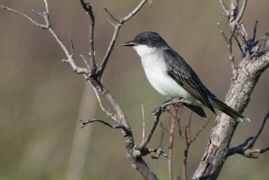 Image of Eastern Kingbird