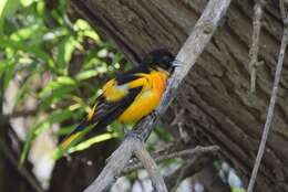 Image of Baltimore Oriole