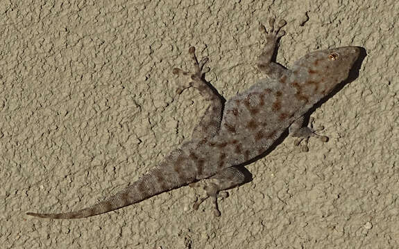 Image of Barnard’s Namib Day Gecko