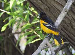 Image of Baltimore Oriole