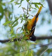 Image of Baltimore Oriole