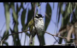 Image of White-throated Honeyeater