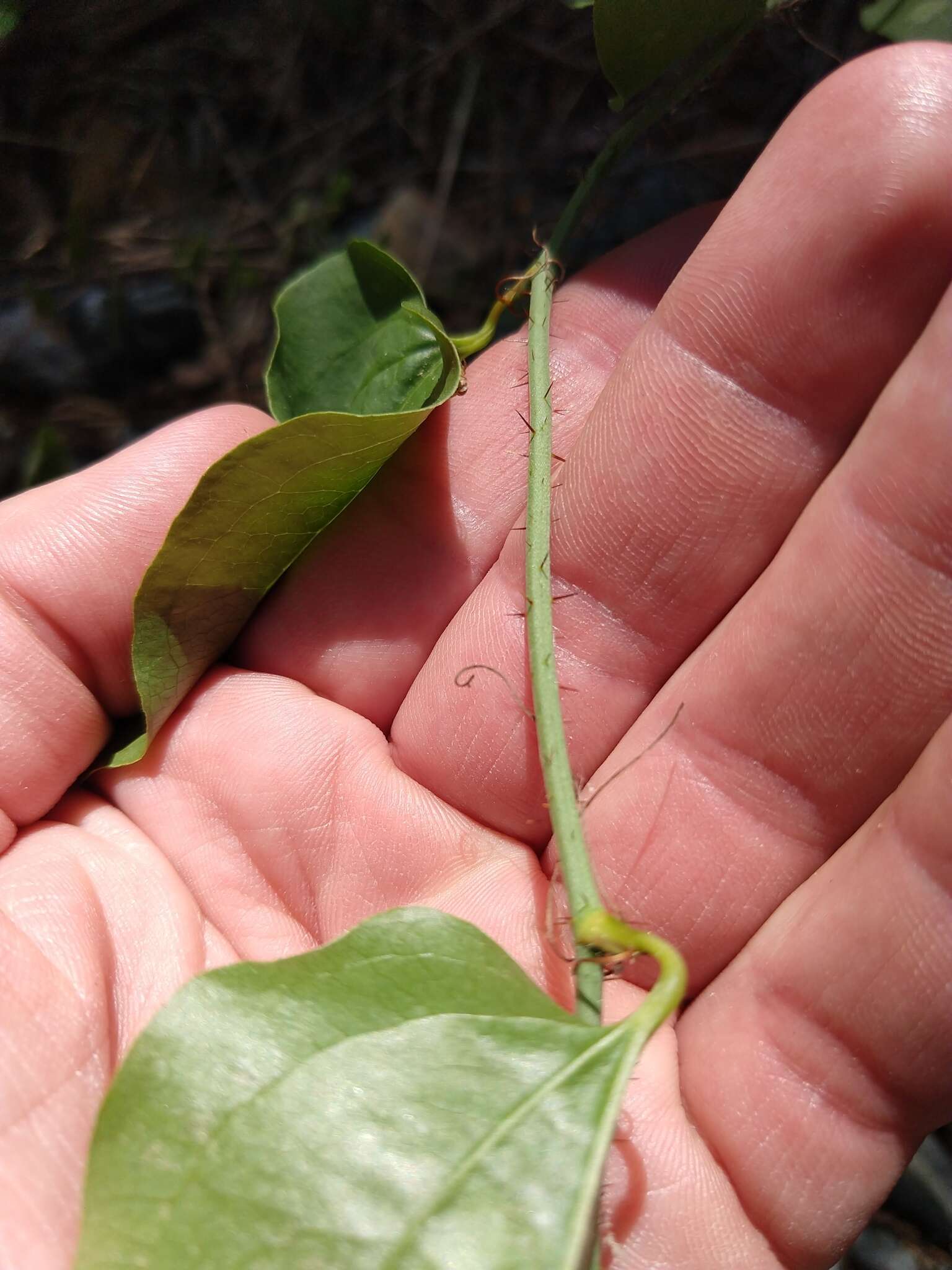 Smilax californica (A. DC.) A. Gray resmi