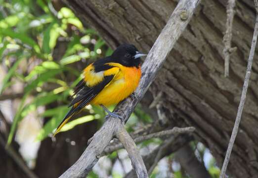 Image of Baltimore Oriole