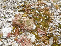 Image of Epilobium brunnescens (Cockayne) Raven & Engelhorn