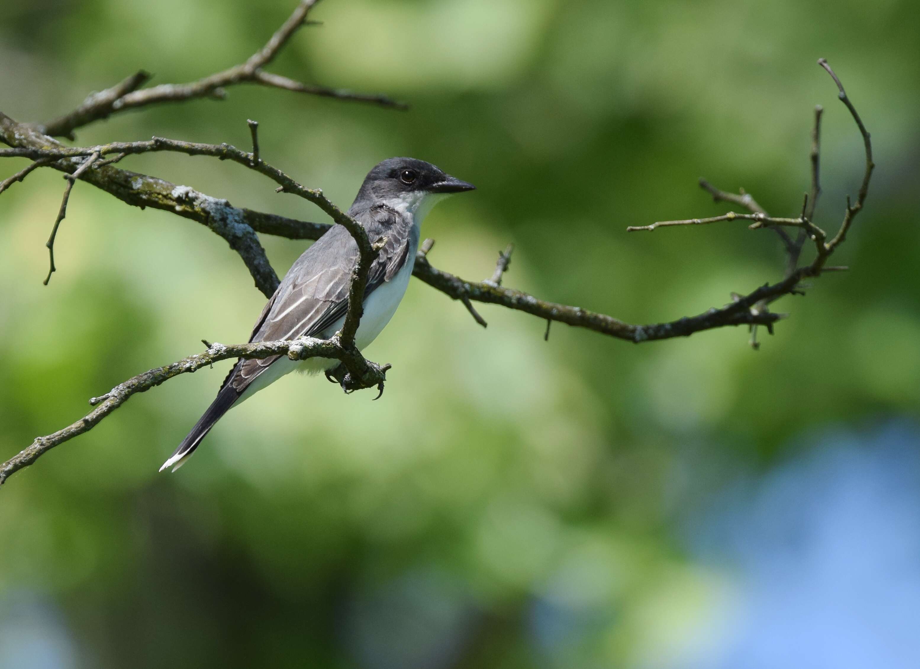 Image of Eastern Kingbird