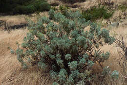 Imagem de Artemisia gorgonum Webb