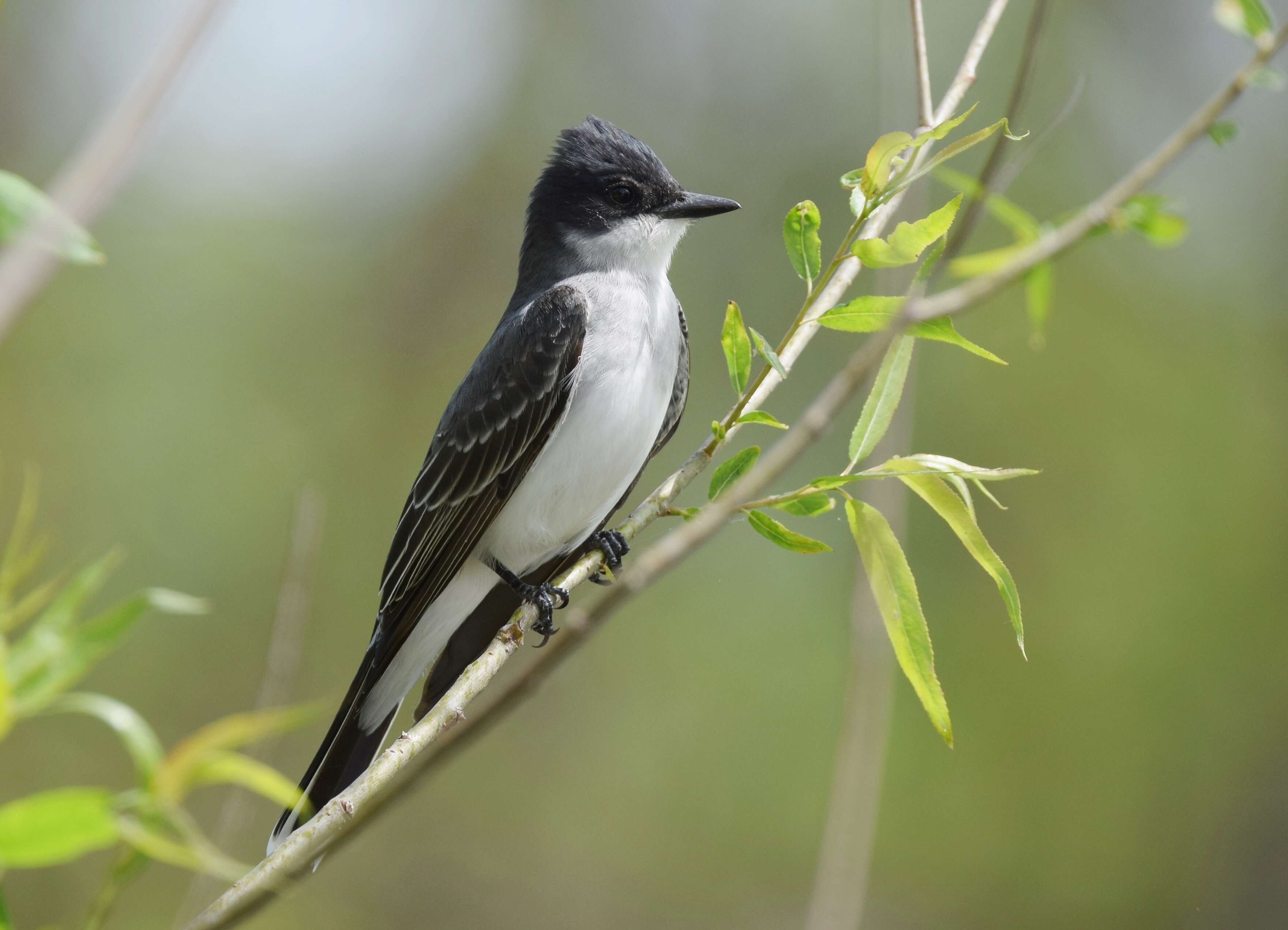 Image of Eastern Kingbird