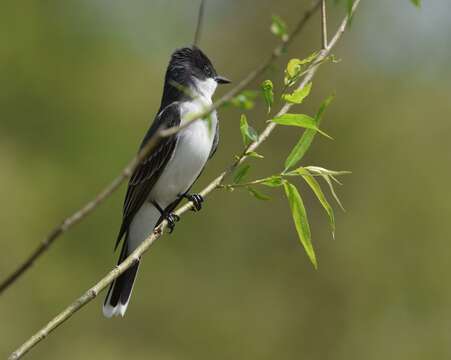 Image of Eastern Kingbird