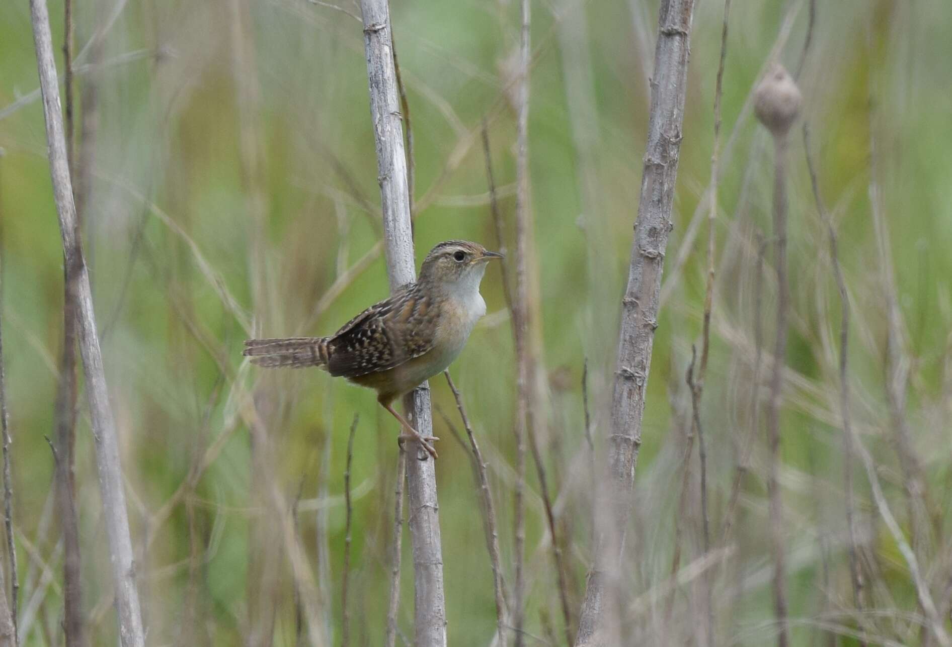 Image of Sedge Wren