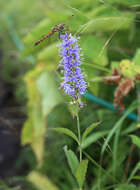 Image of Veronica rotunda subsp. subintegra (Nakai) A. Jelen.