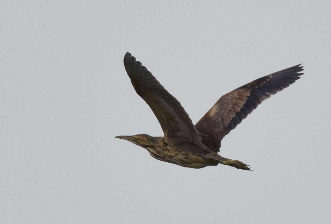 Image of American Bittern