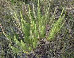 Image of glandular blazing star