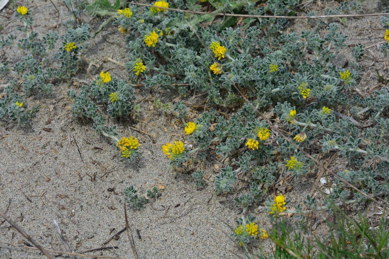 Plancia ëd Medicago marina L.