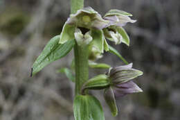 Imagem de Epipactis helleborine subsp. orbicularis (K. Richt.) E. Klein