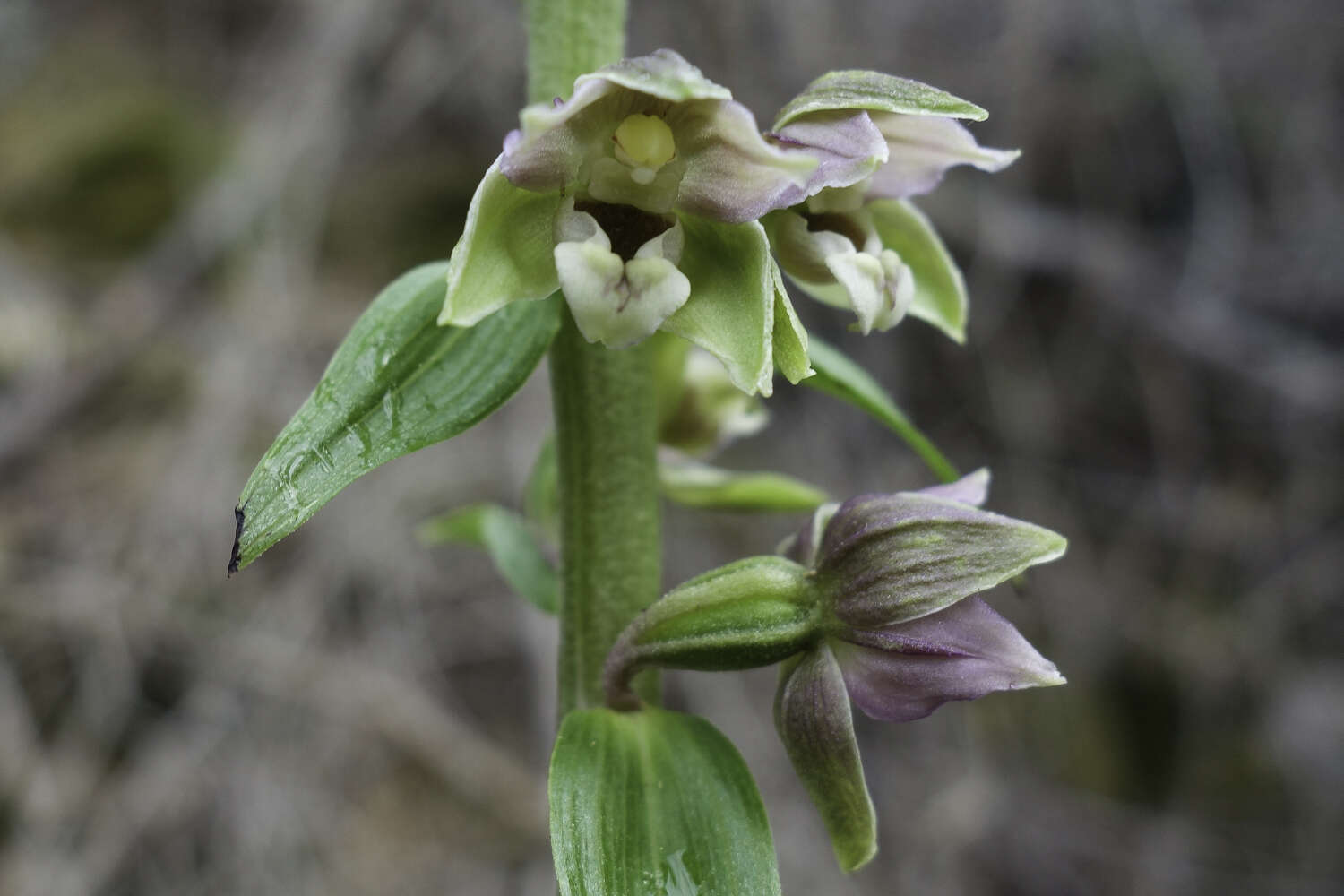 Epipactis helleborine subsp. orbicularis (K. Richt.) E. Klein resmi