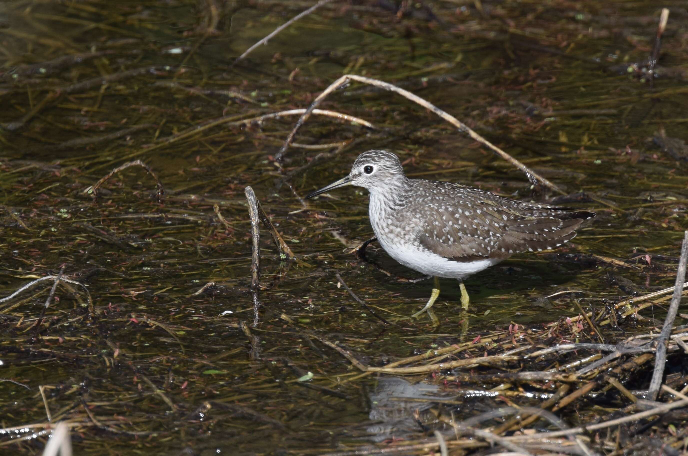 Image of Solitary Sandpiper