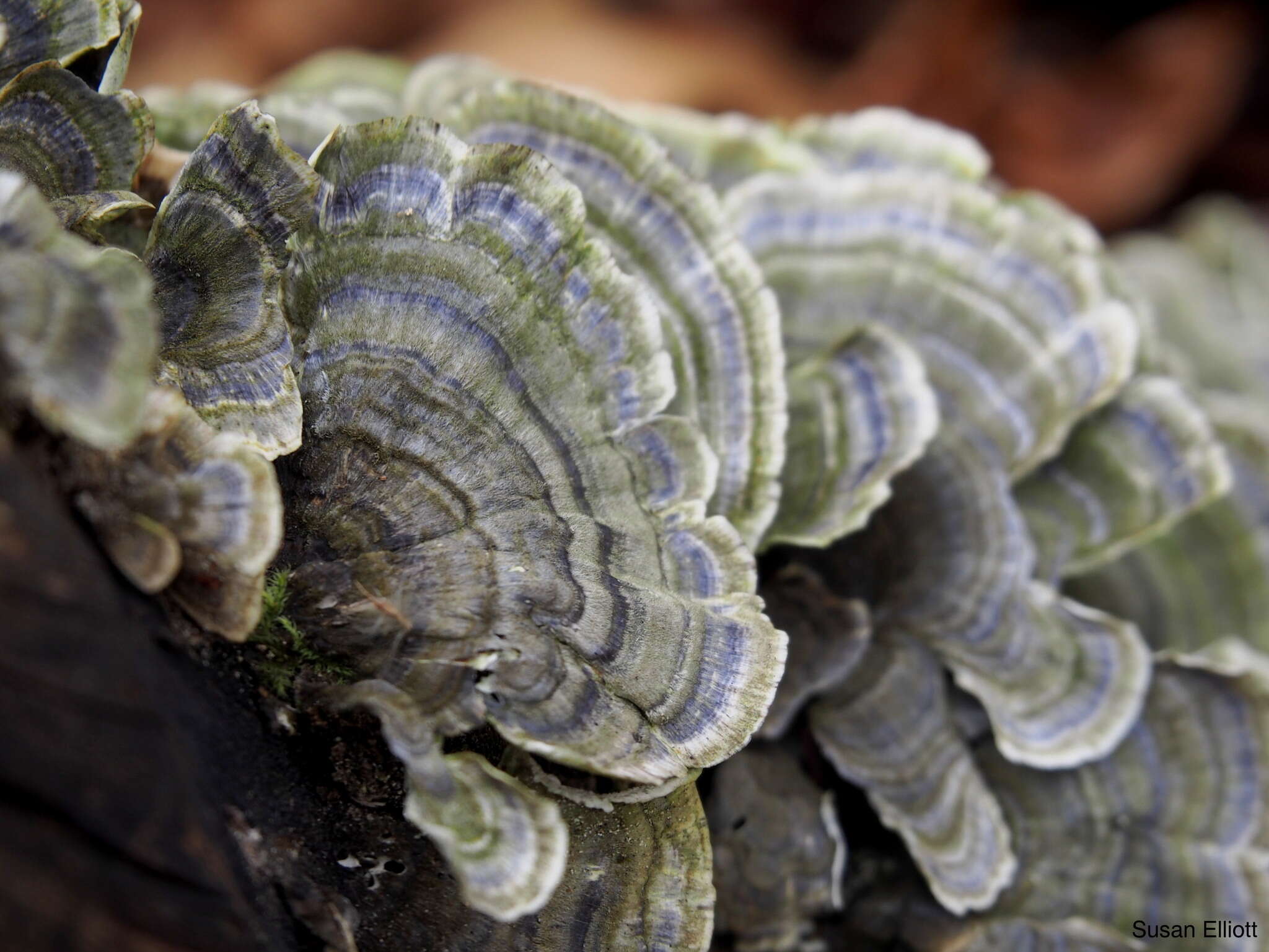 Image of Turkey Tail