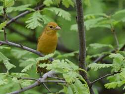 Image of Summer Tanager