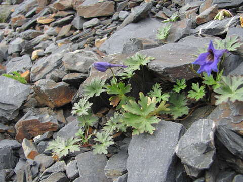 Delphinium caucasicum C. A. Mey.的圖片