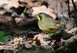 Geothlypis formosa (Wilson & A 1811) resmi