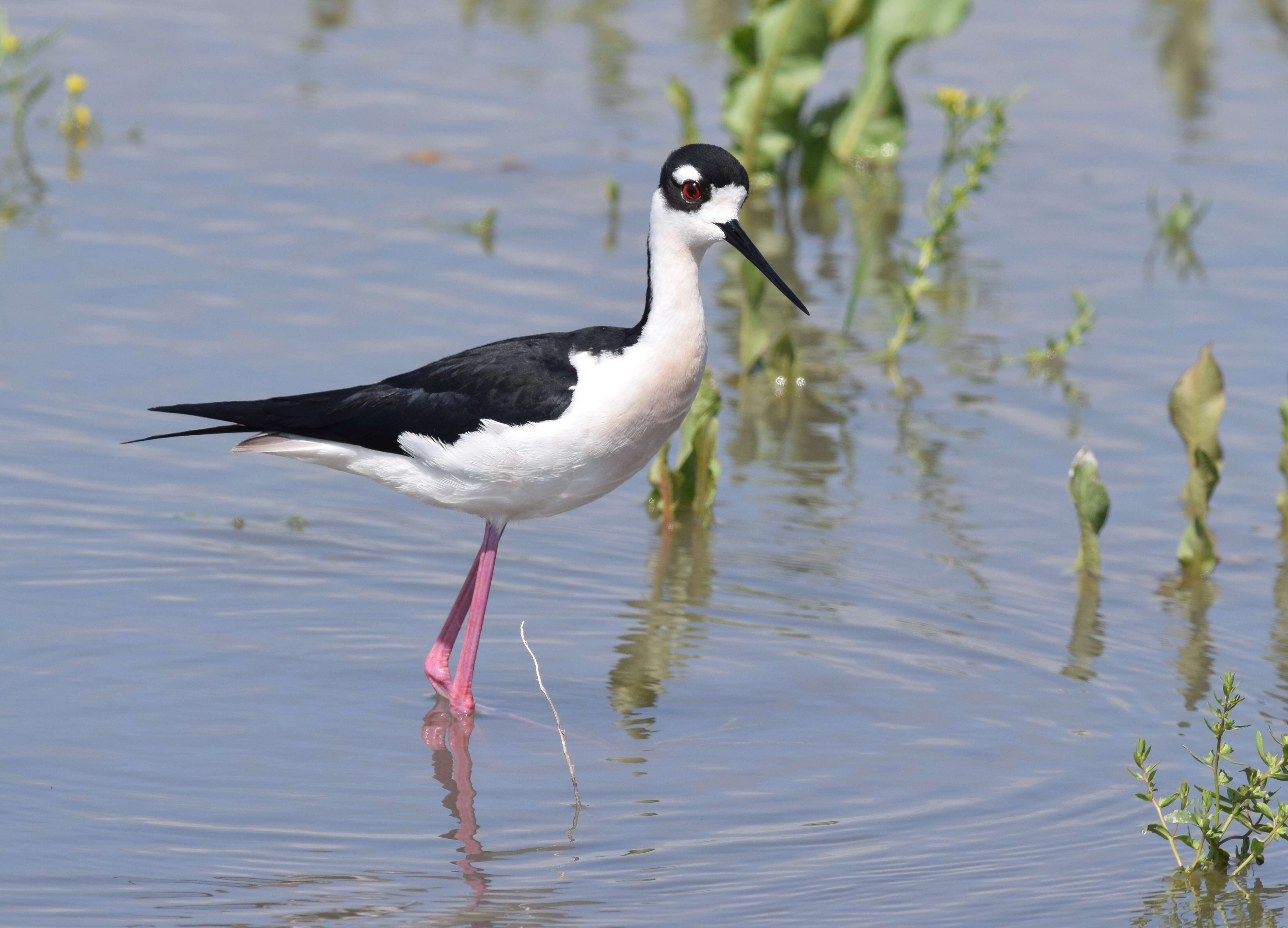 Image of Himantopus Brisson 1760