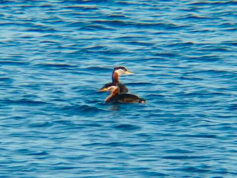 Image of Red-necked Grebe