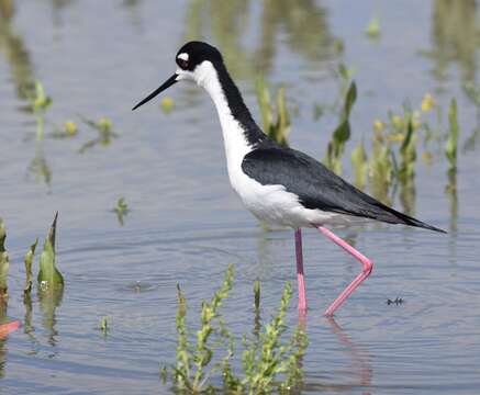 Image of Himantopus Brisson 1760