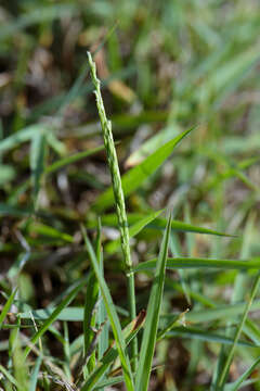 Image of Digitaria henryi Rendle