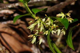 Image of Aphanopetalaceae