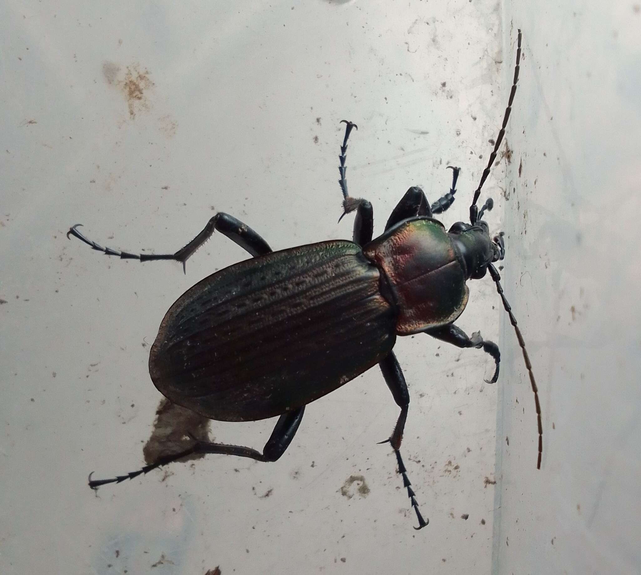 Image of Carabus (Macrothorax) morbillosus Fabricius 1792