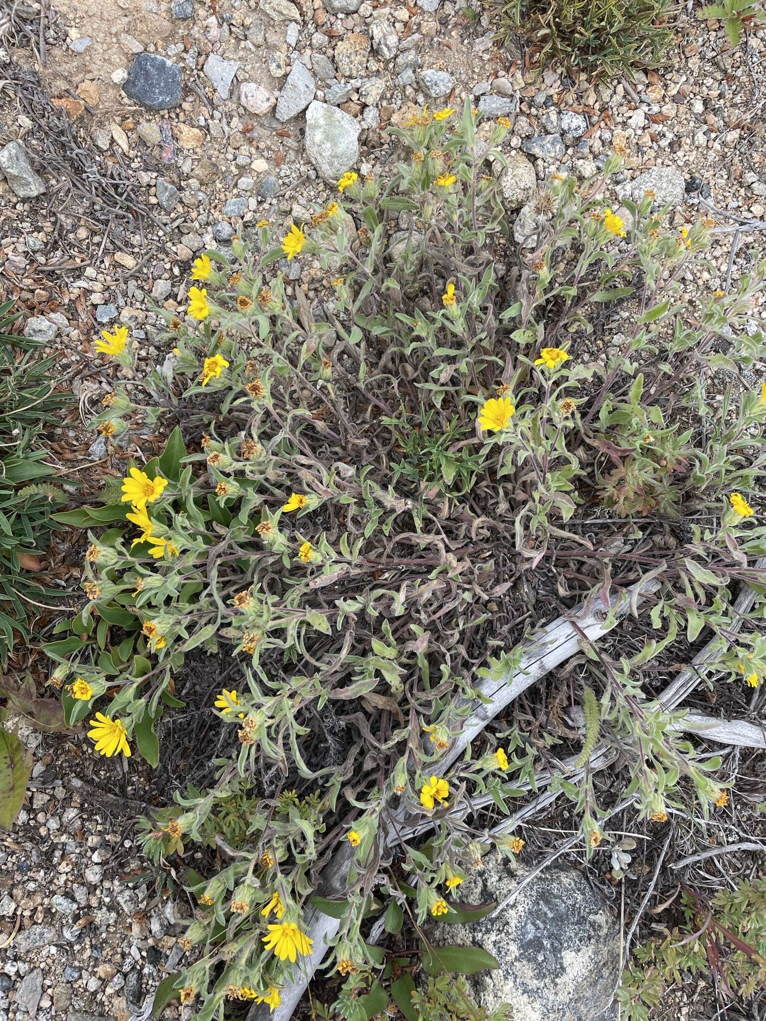 Image de Heterotheca pumila (Greene) J. C. Semple