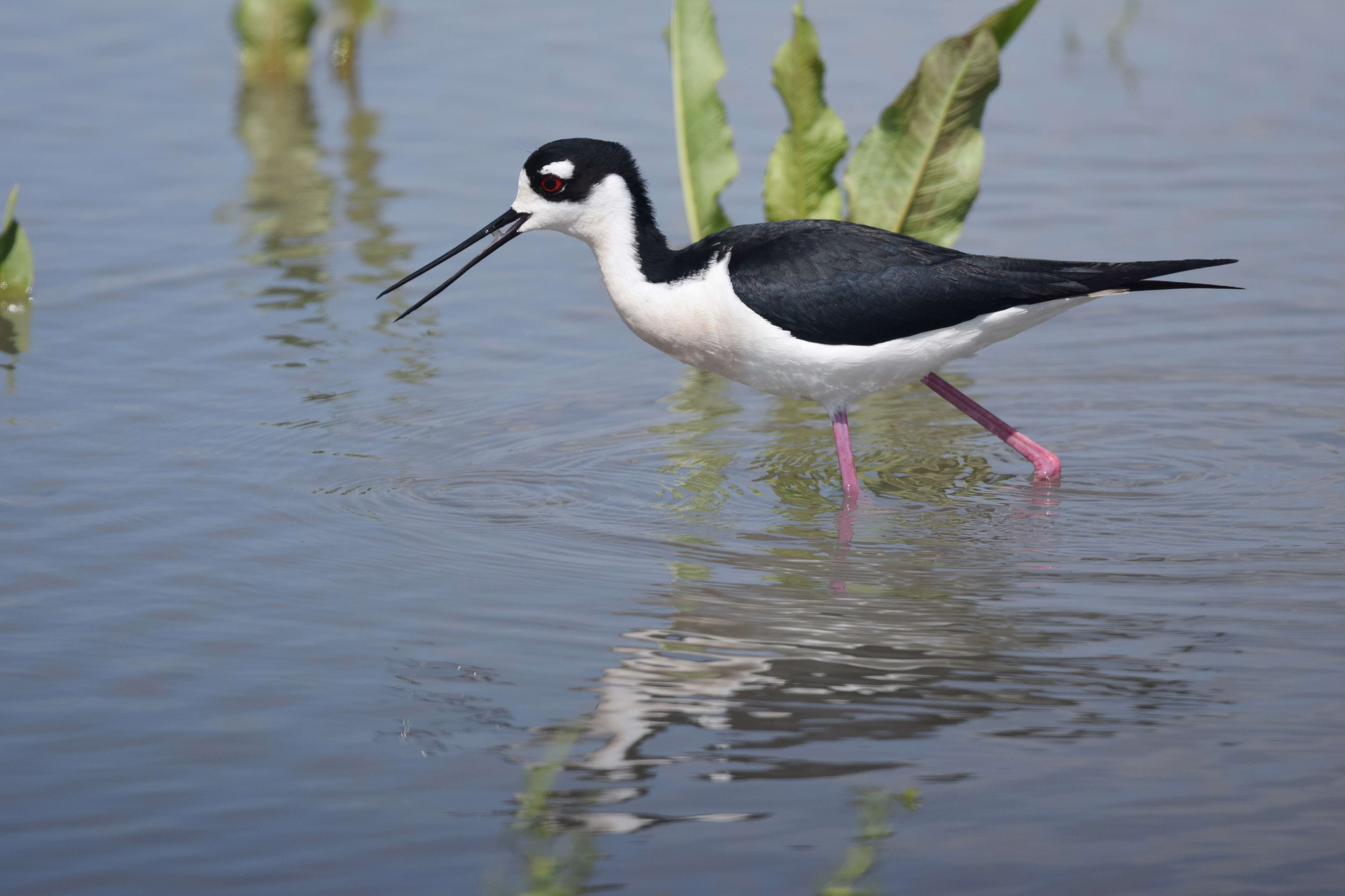 Image of Himantopus Brisson 1760