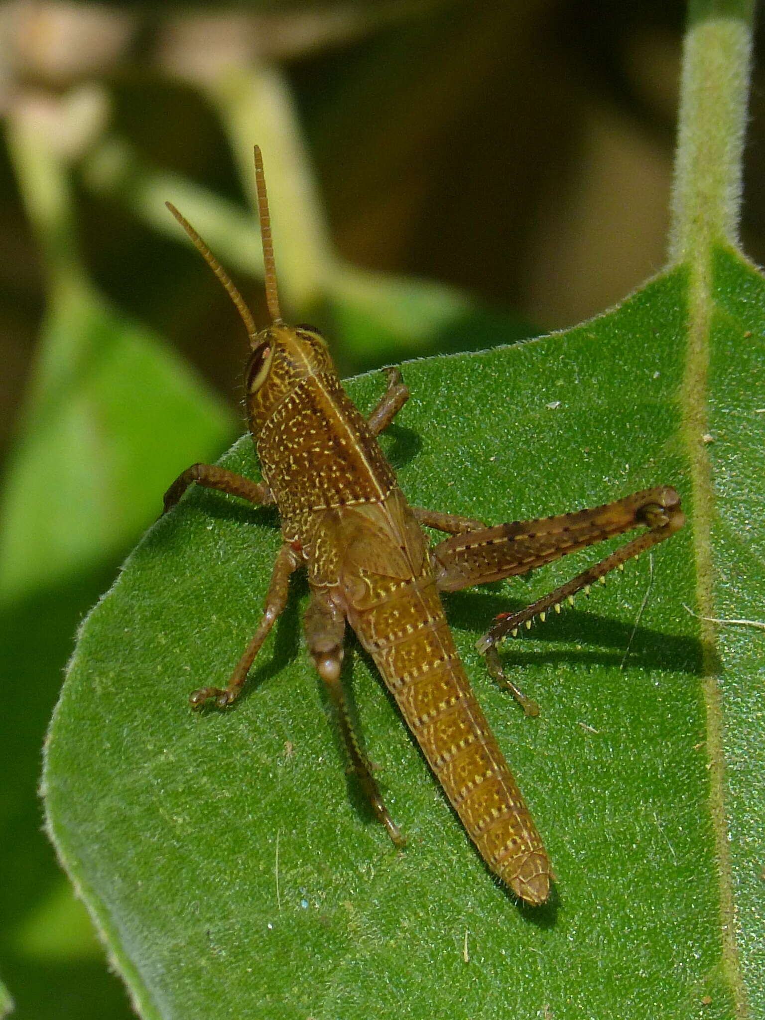 Image of Schistocerca impleta (Walker & F. 1870)