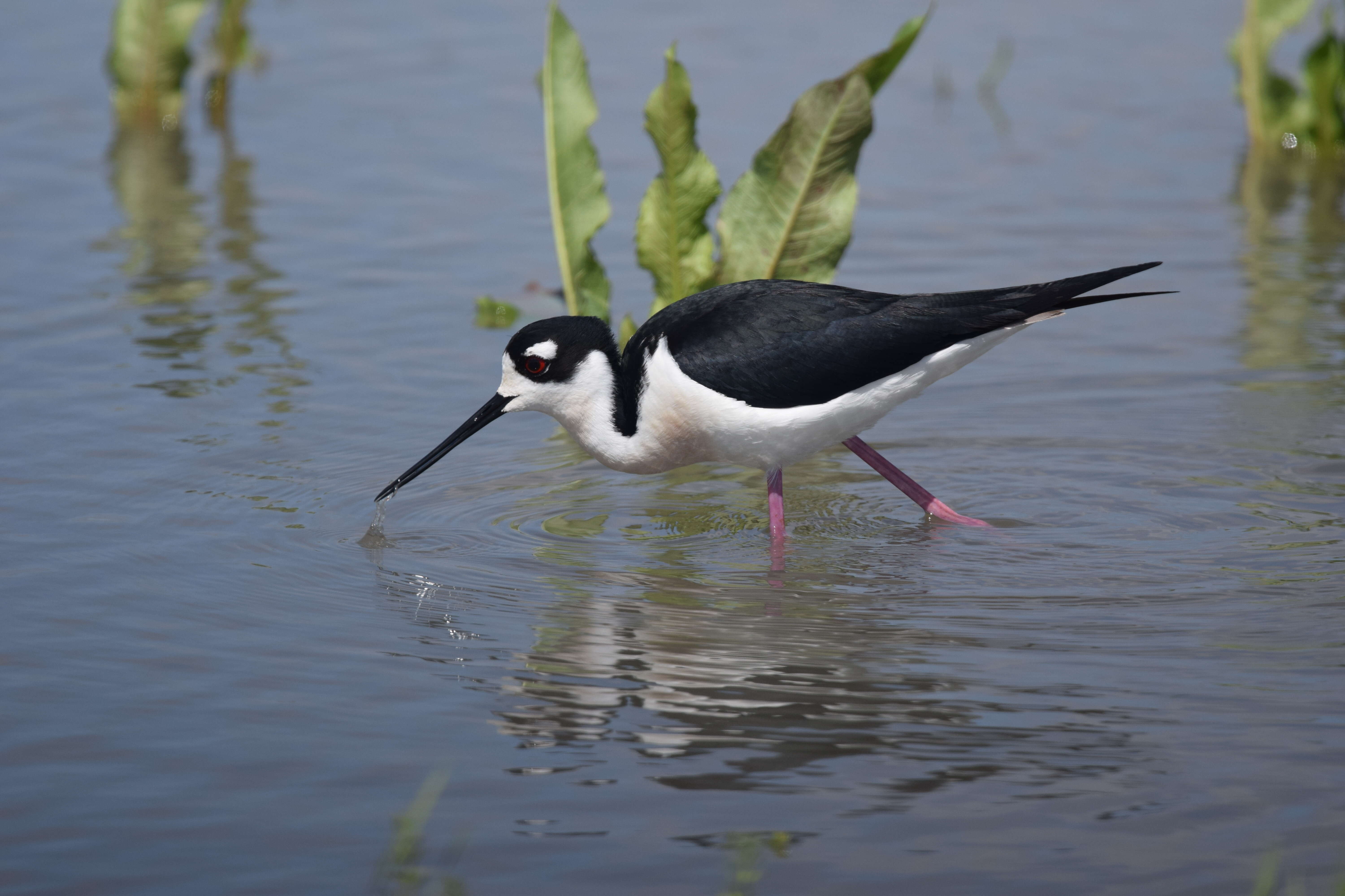 Image of Himantopus Brisson 1760