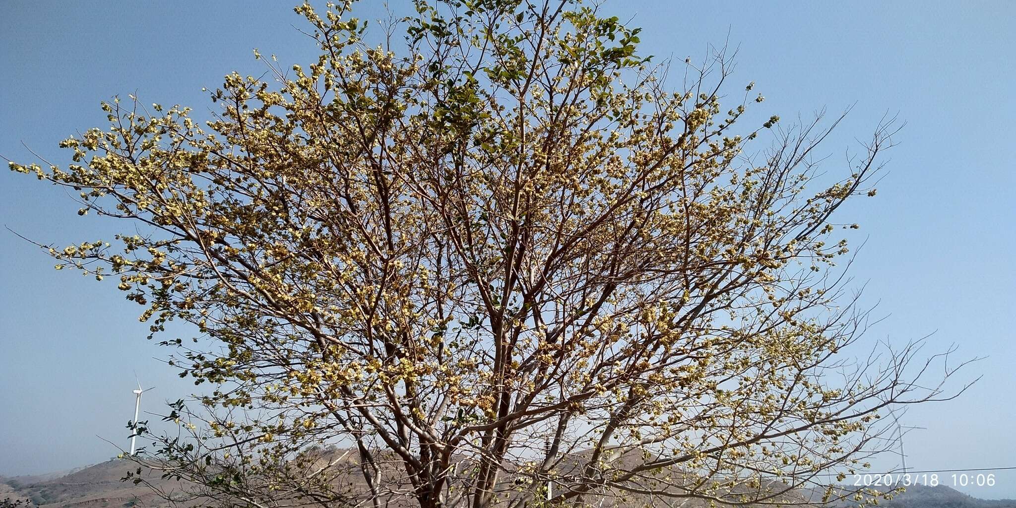 Holoptelea integrifolia (Roxb.) Planch. resmi