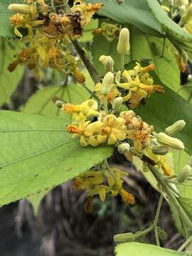 Image de Grewia eriocarpa Juss.