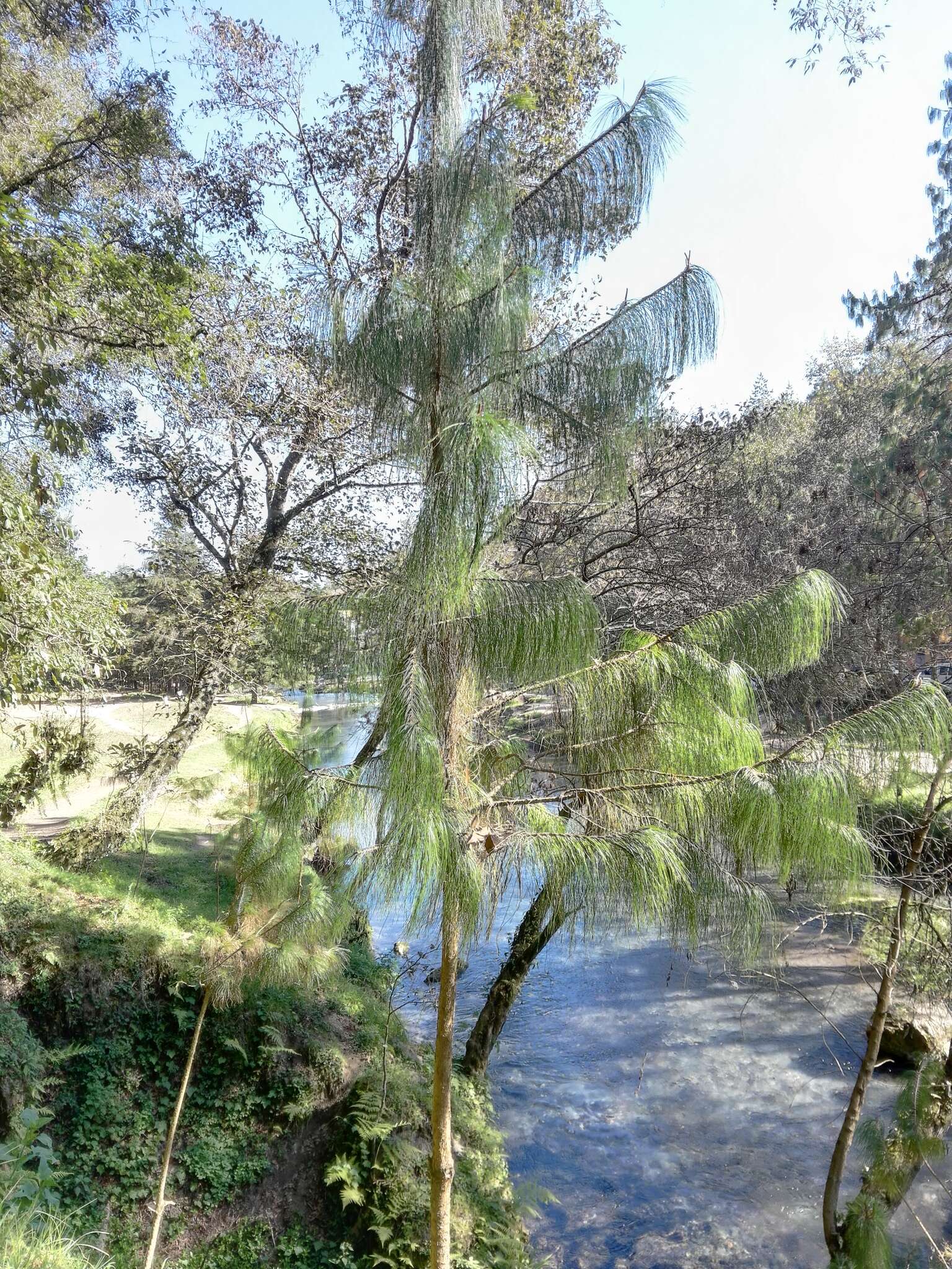 Image of Jelecote Pine