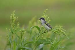 Image of Eastern Kingbird